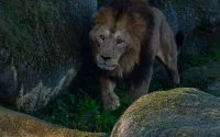 Marokkaanse leeuw Volcan vindt zijn plek niet in dierentuin Parijs