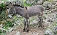 Ezelvlees op borden inwoners Fez