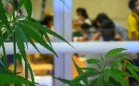Cannabisteelt: Israël kan een voorbeeld zijn voor Marokko
