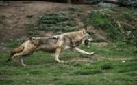 Rabat jaagt op wilde zwijnen en wolven 