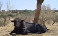 Man gewond door ontsnapte stier in El Jadida
