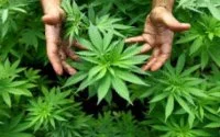Legalisering cannabis kan Marokkaanse economie redden
