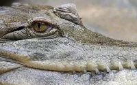 Krokodil Rabat loopt nog steeds