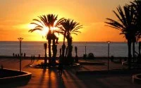 Palmbomen op zeedijk Agadir bedreigd