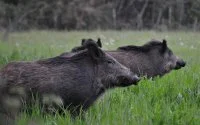 Bejaarde Marokkaan dood na aanval wild zwijn