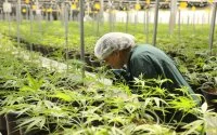 Marokko zoekt Nederlandse investeerders voor legale cannabis