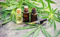 Legalisering cannabis: een "verademing" voor Marokko