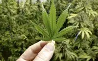 Marokko: dit zijn de voorwaarden voor cannabisteelt