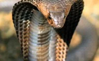 Illegale handel in wilde dieren opgerold in Nador