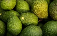 Avocado-crisis in Marokko: export keldert