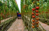 Marokko daalt op lijst belangrijkste leveranciers Rusland