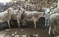 Prijs schaap: zullen Marokkanen Eid ul-Adha vieren?