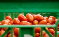 Geruchten over opschorting Marokkaanse tomatenimport ongegrond