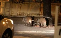 Wilde zwijnen zorgen voor chaos in Essaouira