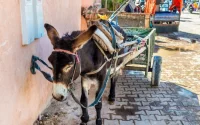 Onderzoek herkomst gedumpte ezelsresten in Marokko, horeca verdacht 