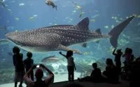 Casablanca krijgt gigantisch aquarium