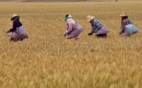 Marokko ontwikkelt droogtebestendige granen 