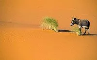 Hittegolf blijft aanhouden in Marokko