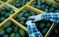 Israëlisch bedrijf investeert miljoenen in Marokkaanse avocado's