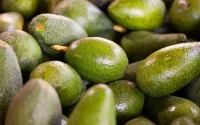 Avocadoproducenten Marokko blokkeren export