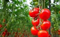 Marokkaanse tomaten getroffen door verwoestend virus