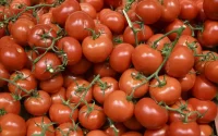 Marokkaanse tomatenexport loopt vast in Rusland 