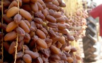 Algerijnse dadels als Tunesisch in Marokko gedumpt