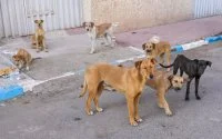 Marokko binnenkort vrij van zwerfhonden?