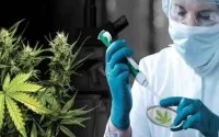 Israëlische investeerders tonen interesse in Marokkaanse cannabisindustrie