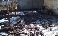 Verontwaardiging na dood 158 in beslag genomen paarden in Marokko
