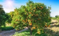 Marokko exporteert jaarlijks 45.000 ton citrusvruchten naar VS