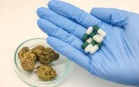 Marokko maakt historische stap met cannabis-export