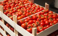 Marokko nu grootste tomatenleverancier van EU na Nederland 