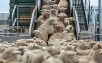 Marokko maakt einde aan belastingvrije import schapen