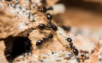 Unieke mier ontdekt in Marokkaanse bergen 