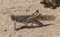 Marokko activeert noodplan tegen woestijnsprinkhanen