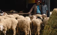 Marokko zet zich schrap voor Eid ul-Adha, schapen goud waard