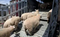 Marokko importeert schapen uit Roemenië