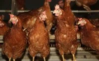 Marokko stopt per direct import Braziliaans pluimvee