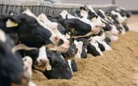 Marokko beslist importstop runderen uit Spanje
