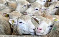 Eid ul-Adha: Marokko neemt belangrijke beslissing