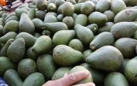 Marokko domineert wereldwijde avocadomarkt