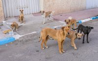 Groepen zwerfhonden richten ravage aan in Marokko (video)