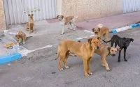 Groepen zwerfhonden richten ravage aan in Marokko (video)