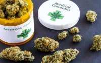 Medicinale cannabis wordt belangrijkste exportproduct van Marokko