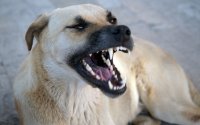 Melilla in paniek: weer hond met rabiës ontdekt aan Marokkaanse grens