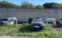 Onmenselijke wreedheid tegen paarden in Tanger