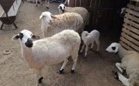 Man doodt vrouw na geschil over schaap voor Eid ul-Adha in Marrakech