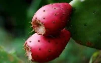 Cactusvijgolie
