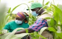 Marokkaanse concern OCP helpt 44 miljoen boeren